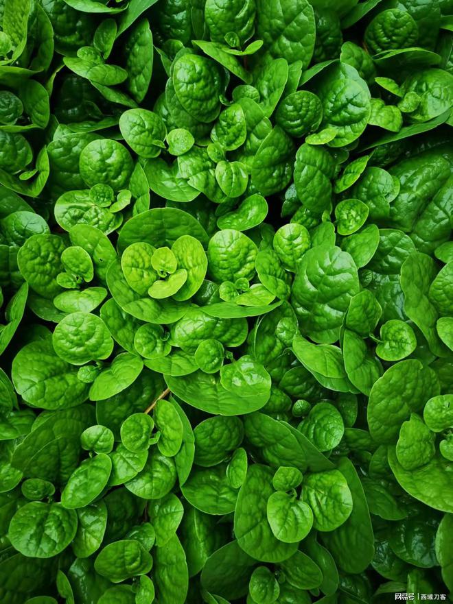 华为影像移动影像数字化重构的奠基人和传薪者(图3)