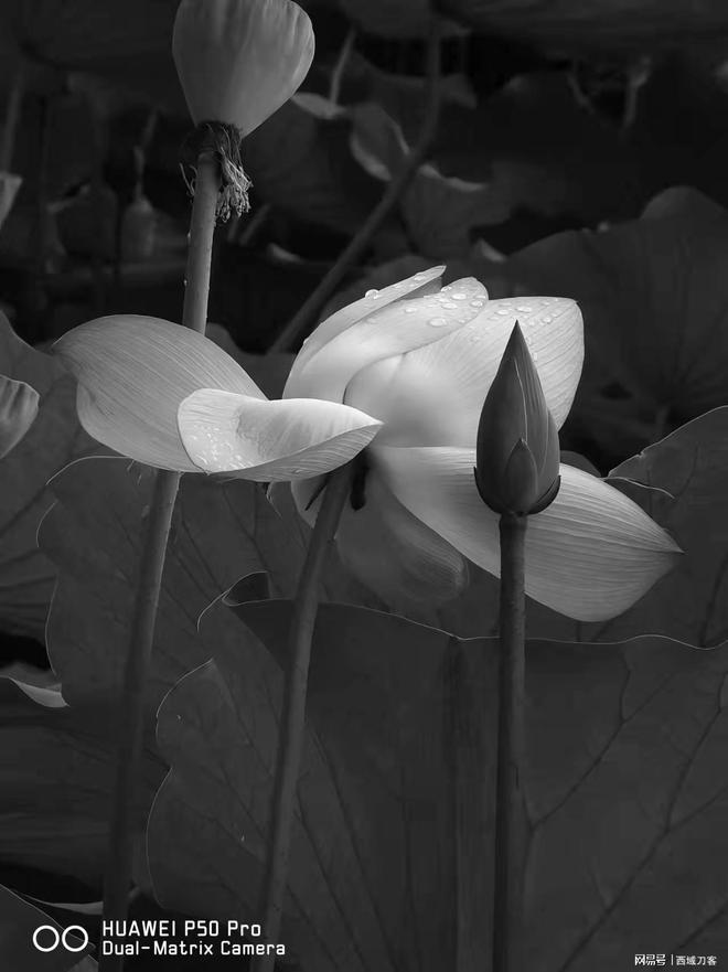 华为影像移动影像数字化重构的奠基人和传薪者(图5)